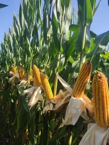 Volledig wateroplosbaar zeewierextract poeder, composttype supplement ter bevordering van de wortelgroei / bevordering van de plantenontwikkeling, groen poeder - Product Image 3