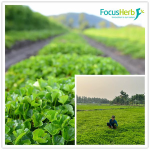 FocusHerb Gotu Kola ekstresi 10%-80% toplam triterpenes /Asiaticoside + Madecassoside - Product Image 3