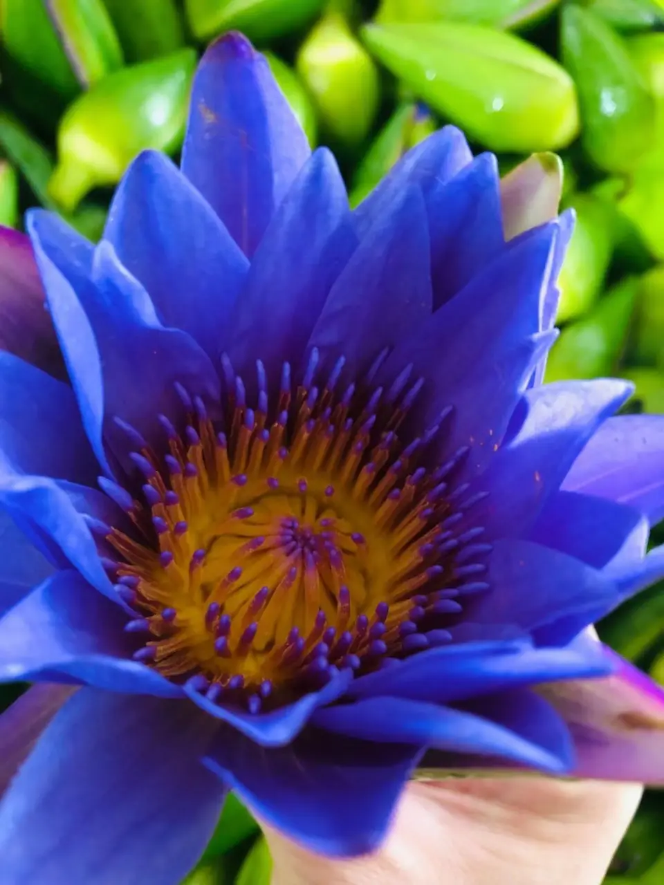 Chá orgânico egípcio de flor de lótus azul, pétalas secas, flor de lótus azul, chá orgânico em massa, flor de lótus azul