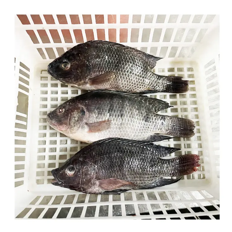 Best Seafood Frozen Fish Tilapia Fish Farming with Cheap Price New Season Hot Selling Tilapia Fish Companies from China