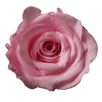Rose naturelle préservée 3-4 cm, fleur ronde éternelle, design de couronne, décoration pour mariage, maison, Saint-Valentin