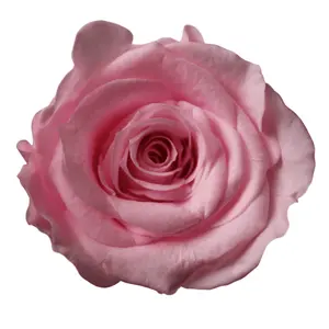 Caixa de rosas frescas para casamento, design de material rosa, fornecimento direto da fábrica, alta qualidade, 3-4 cm, caixa de rosas para o dia das mães