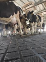 Tapis en caoutchouc de qualité commerciale pour vaches, système de revêtement de sol pour ferme laitière, antidérapant, résistant à l'usure, tapis pour enclos à bétail, taille personnalisée disponible