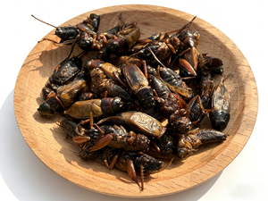 Graines de grinchettes séchées <span class=keywords><strong>comestibles</strong></span>, nourriture naturelle pour reptiles, oiseaux, poissons, petits animaux - Product Image 1