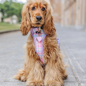 Arnés para Perro Transpirable y Personalizable, Arnés Resistente para Mascotas con Cierre <span class=keywords><strong>de</strong></span> Presión y Ribete Reflectante para <span class=keywords><strong>Seguridad</strong></span> Nocturna - Product Image 5