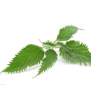 Feuilles entières de marrue de ferme cultivée, séchées naturellement, de haute qualité, sans moisissure, à vendre - Product Image 3