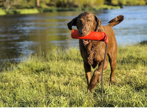 Giocattolo interattivo di addestramento del cane del giocattolo fittizio del cane di galleggiamento durevole di Oxford - Product Image 5