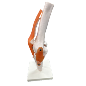 ADA <b>Medical</b> <b>Science</b> Life-Size Hip Joint Model and Vivid Life-size Artificial Knee Joint Model for Teaching and Learning Anatomy - Product Image 2