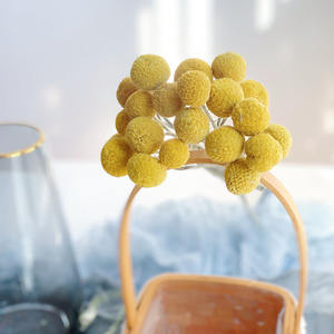 Fiori Secchi all'Ingrosso Billy Buttons Fiori Secchi Craspedia per Bouquet di Fiori Secchi - Product Image 4
