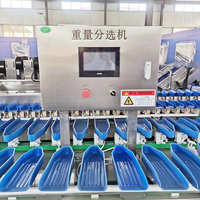 Rotatie-schijf weegsorteermachine met PLC-besturing, fruit-, groente- en visweegsorteerder voor oesters, garnalen, kippenpootjes en noten