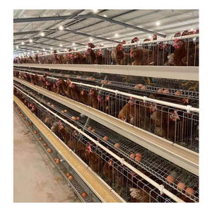 Gabbie per galline, - Product Image 6