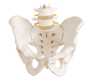 Nuevo modelo de demostración de pelvimetría, modelo de enseñanza anatómica pélvica - Product Image 3