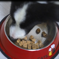 Anti-Allergy Soft Chews pour animaux de compagnie DHA EPA complexe pour le soutien immunitaire et les allergies cutanées Aliments sains pour animaux de compagnie