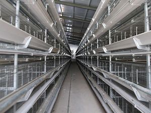 Nuovo Sistema Automatico di Gabbie per Galline Ovaiole <span class=keywords><strong>2026</strong></span> per Allevamenti di Polli in Tanzania - Product Image 3