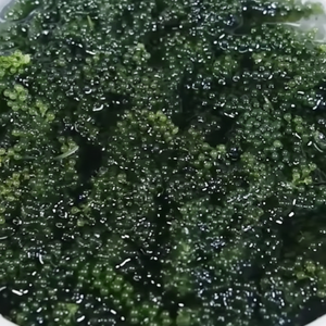 Uvas marinas secas Alga Marina Caulerpa Lentillifera Producto vegetal marino deshidratado para rehidratación de ensaladas Suministro de musgo marino - Product Image 1