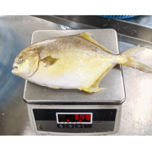 Pesce Rotondo Congelato, Pompano Dorato, Pomfret, Frutti di Mare Cinesi, Pompano Dorato 400-500, Pomfret Dorato - Product Image 4