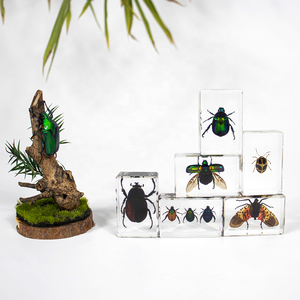 Factory Price Novelty Gifts High Quality Poly Resin Crafts Acrylic Paperweight Has Real Green Beetle Specimen Inside