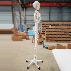 Modèle de simulation de squelette humain, squelette avec coloration des points d'origine et d'insertion des muscles - Product Image 2