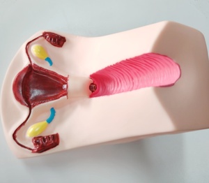 DARHMMY แบบจําลองการฝึกอบรมการคุมกําเนิดในมดลูกหญิงขั้นสูงสําหรับผลิตภัณฑ์วิทยาศาสตร์การแพทย์คลอดบุตร - Product Image 6