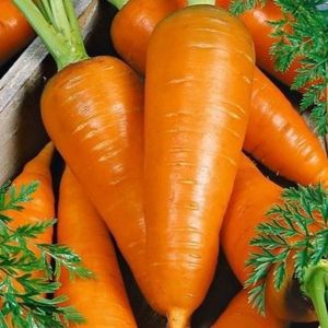 Carotte orange fraîche biologique riche en vitamines du Vietnam Stockage frigorifique de qualité supérieure pour les marchés d'exportation et de détail Tailles S/M/L - Product Image 1