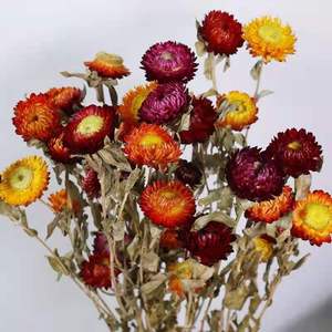 Fleur de pampa séchée naturelle (<span class=keywords><strong>Helichrysum</strong></span> <span class=keywords><strong>Bracteatum</strong></span>), marguerite éternelle multicolore pour arrangements floraux de maison et de mariage - Product Image 1