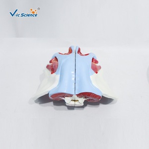 Un outil pédagogique médical en quatre parties pour démonter et assembler un modèle des vaisseaux sanguins et des nerfs du bassin féminin. - Product Image 2