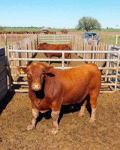 Bán buôn giá rẻ 12ft ngựa tròn bút và Chăn Nuôi Dê/gia súc/ngựa corral hàng rào bảng điều chỉnh cho đồng cỏ trang trại - Product Image 5