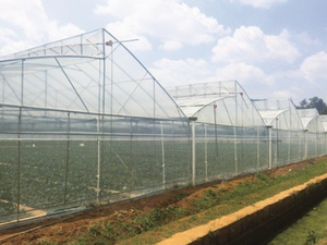 5 năm 200 micron 8mil năng lượng mặt trời nhà kính phim cho nông nghiệp phim nhựa phim cho nhà kính mặt trời chọn UV khối - Product Image 5