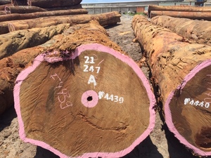 Natural Preservative Tali Logs High Strength African Hardwood Strong Load Bearing Export Grade 4m Length 60cm Diameter - Product Image 6