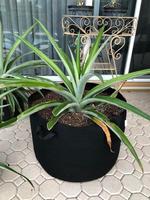 Sacs de culture de 5 gallons Tissu d'aération épaissi 300G avec poignées de corde Tissu robuste pour plantes