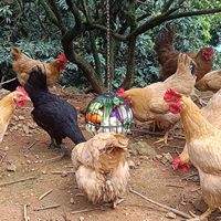 Mangeoire ronde en fil métallique pour poulets, cage en fer, distributeur d'aliments polyvalent pour volailles, utilisation en poulailler, panier chinois
