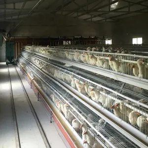 Offre Spéciale TBB un type cage de poulet de couche d'oeufs d'équipement de poules pondeuses pour l'élevage de volailles de pondeuses