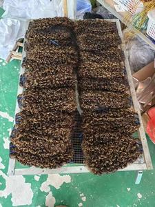 12a bán buôn Hot Bán FUMI tóc Trinh Nữ bó siêu đôi rút ra cho xoăn <span class=keywords><strong>Fusion</strong></span> phần mở rộng tóc 100% tóc con người - Product Image 6