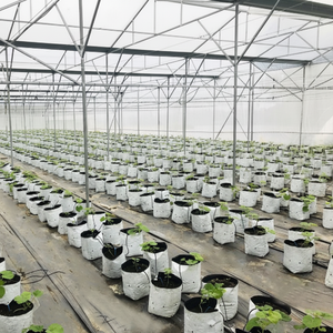 Film serre pour pépinières de semis Protection UV et résistance aux intempéries Avec dimensions de rouleau standard - Product Image 1