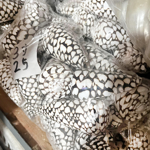 Grosir cangkang alami asli Conus Marmoreus kerang warna-warni untuk hadiah Dekorasi Rumah - Product Image 6