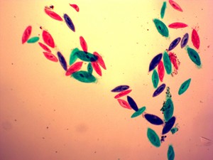 Lames de <span class=keywords><strong>microscope</strong></span> personnalisées en usine Yulin Zoology, préparées pour l'éducation, en verre, avec Paramecium Caudatum W.M. - Product Image 3