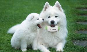 Collar GPS para Perros <span class=keywords><strong>TKSTAR</strong></span> <span class=keywords><strong>TK909</strong></span> Mini Rastreador GPS para Mascotas - Dispositivo de Localización de Perros y Gatos en Tiempo Real, Impermeable y con Batería de Larga Duración - Product Image 4