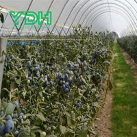 Grande Serre Agricole à Portée Unique Usine de Bleuets Structure en Acier Galvanisé Ventilation Latérale Évitement de la Pluie Toit Bleu