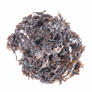 Alga Marina Sargassum Seca al Sol de Primera Calidad, Cantidad a Granel, Venta al por Mayor, Suministro de Fábrica de Vietnam - Product Image 1