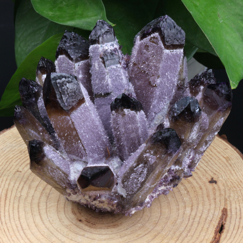 Viola