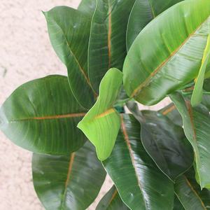 JIAWEI Vraie Touche Plante Artificielle Arbres Fleurs Bouquet Décoratif <span class=keywords><strong>Frangipanier</strong></span> Plante Décoration Artificielle Herbe Fleur Arbres - Product Image 2