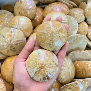 Groothandel Natuurlijke Kristallen Mineraal Gepolijst Helende Kristallen Zeeschelpen Zeester Fossiel Voor Collectie - Product Image 2