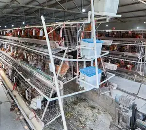 Coop moderno della gabbia di pollo dello strato dell'uovo della fattoria con il sistema automatico dell'acqua in Ghana