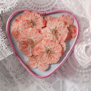 12 pièces/sac fleur de prunier carte faisant des fournitures résine bijoux plante naturelle écologique vraie fleur pressée - Product Image 2