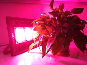 ไฟปลูกพืชแบบไฮโดรโปนิกส์ในเรือนกระจกราคาประหยัด 100w กำลังสูง ฟูลสเปกตรัม COB LED - Product Image 5