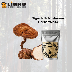สารสกัดผงเห็ดนมเสือ LiGNO TM02 บริสุทธิ์สูง ช่วยบำรุงระบบทางเดินหายใจ - Product Image 1