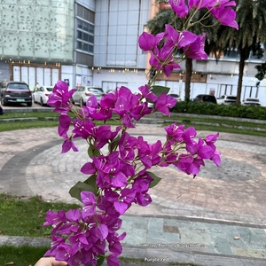 ดอกไม้ประดิษฐ์จาก Bougainvillea สำหรับงานแต่งงานของตกแต่งบ้าน - Product Image 5