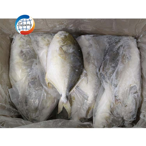 Proveedor de China, alta calidad, cultivo congelado, pez Pompano dorado, pompano dorado halal, precio al por mayor 200-300 300-500.600-800 - Product Image 4