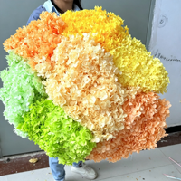 Nouvelles Ventes Directes Usine 2026 : Hortensias Séchés et Préservés, Fleurs d'Hortensia Naturelles Préservées avec Tiges pour Mariages et Décoration Intérieure