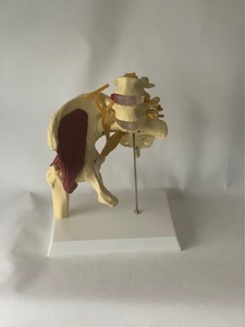 Modelo de Anatómica de la Mitad Inferior del <span class=keywords><strong>Cuerpo</strong></span> <span class=keywords><strong>Humano</strong></span> con Articulación de Cadera, Músculos, Nervios, Pelvis, Columna Vertebral y Protrusión de Disco Intervertebral, Yulin CE/ISO - Product Image 2